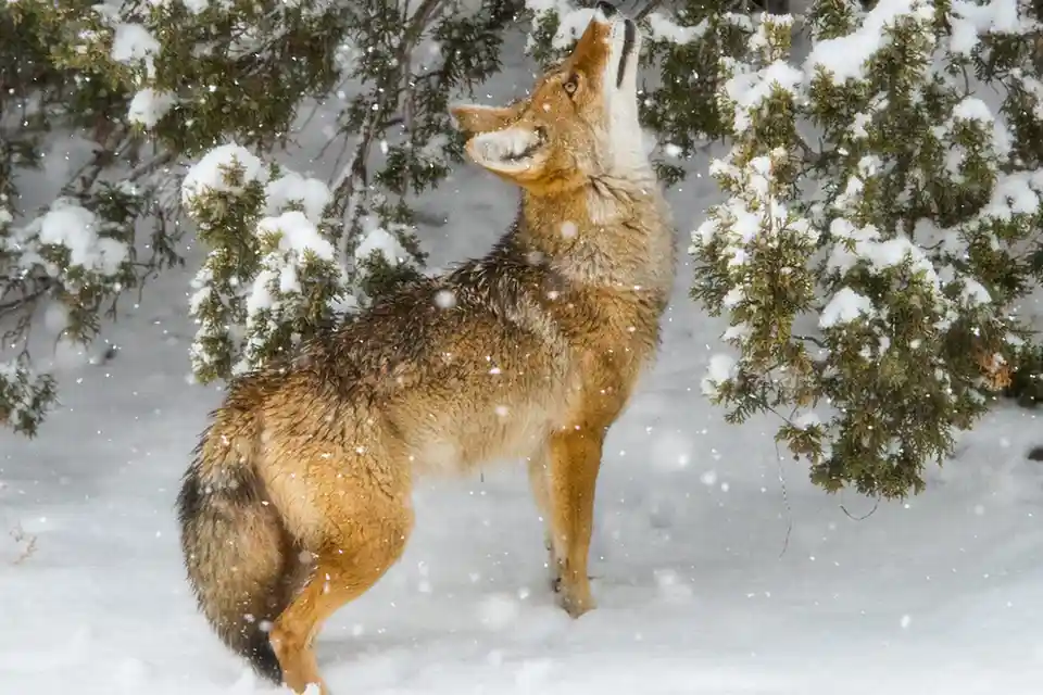 Charles-Hertz-coyote-in-the-snow-960x640 Cerrillos Hills State Park