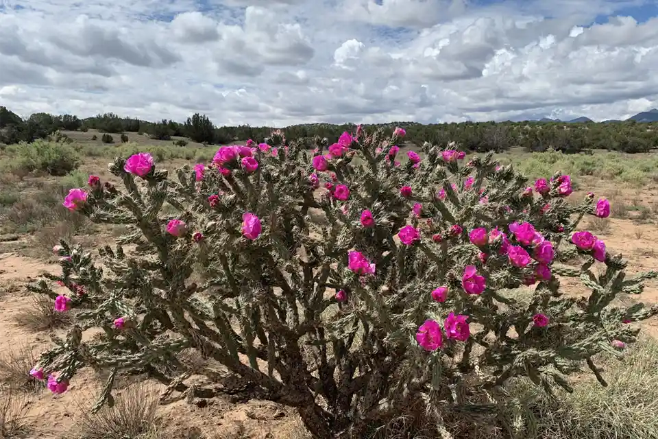 cholla