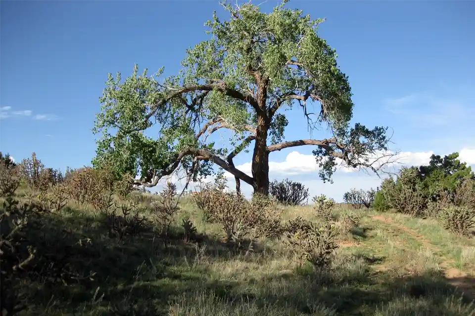 large tree Cerrillos Hills State Park