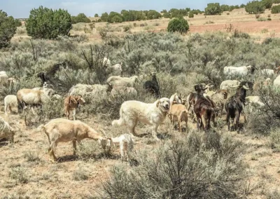 Dovetail - Great Pyrenees and goats